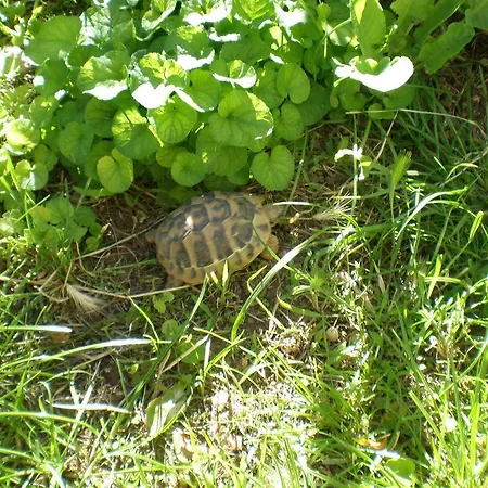 西耶斯塔公寓 *